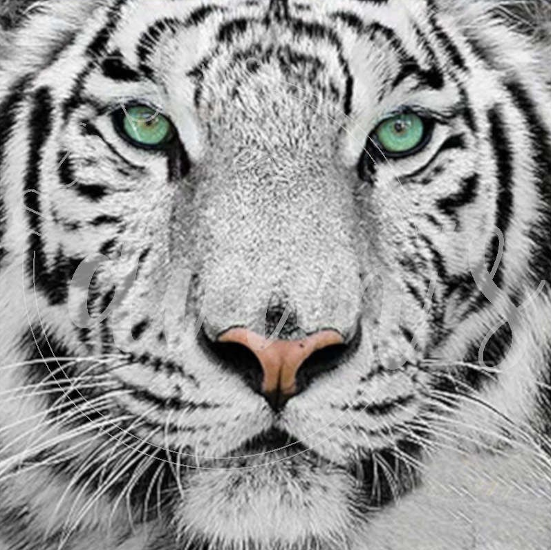 60x60CM White Tiger full Drilled Diamond Painting round (no frame)