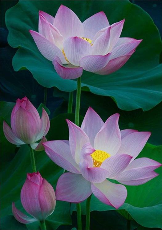 40x50CM Lotus Full Diamond Painting NO Frame Round diamond
