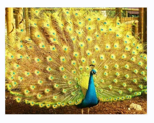 30X40CM - peacock DIY 5D Full Diamond Painting NO Frame